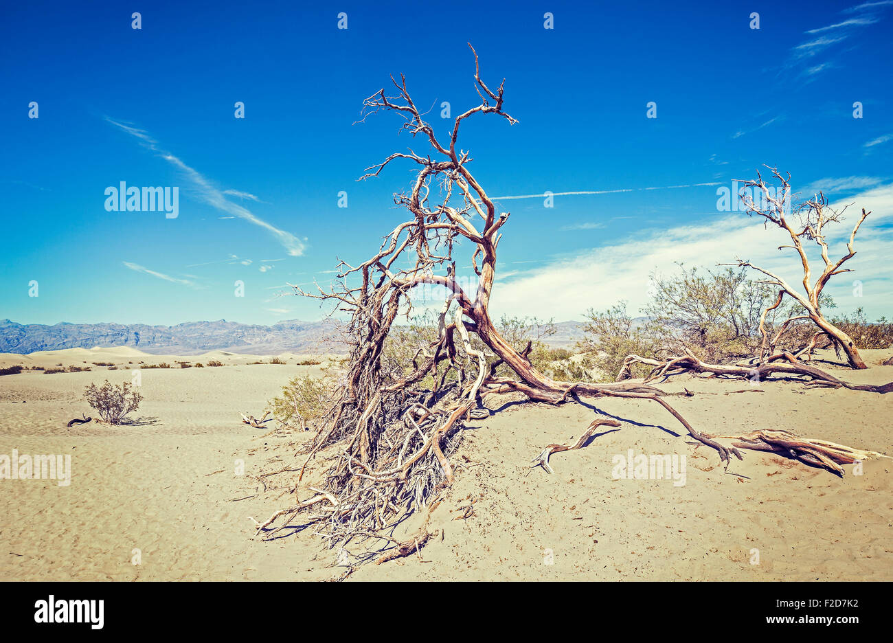 Trockene Bäume auf Sanddünen, Natur Hintergrund, Wüste Death Valley, USA. Stockfoto