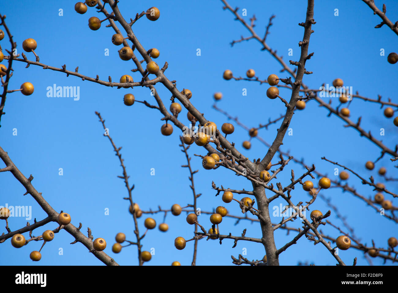 Blick auf Sorbo Früchte am Baum Zweige Stockfoto