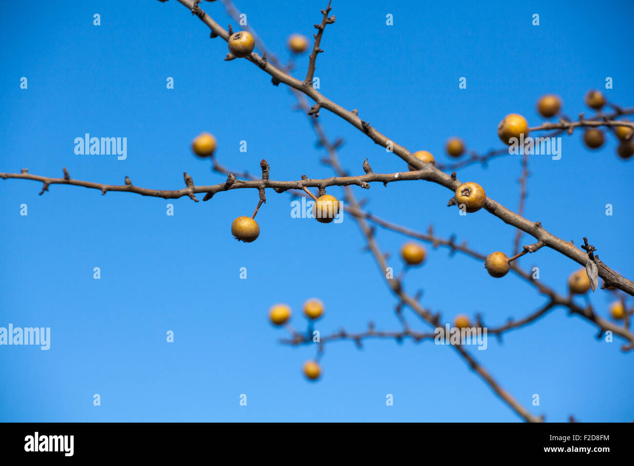 Blick auf Sorbo Früchte am Baum Zweige Stockfoto