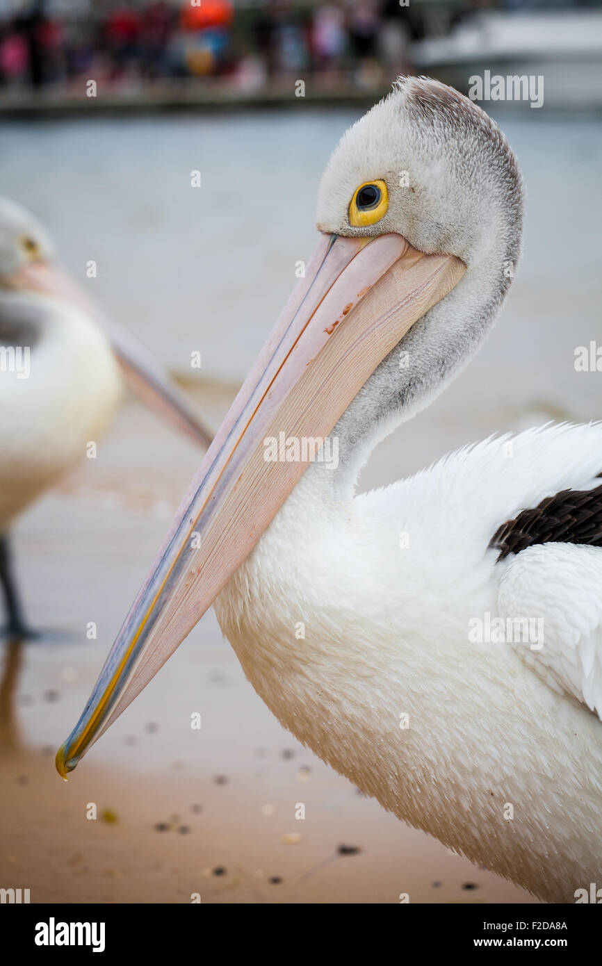 Nahaufnahme des australischen Pelikan. Stockfoto