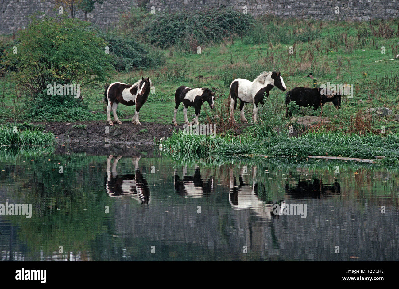 Reisenden Ponys am Rande des Flusses Liffey in der Nähe von Lucan, County Dublin. Fluss Liffey genannt, in James Joyce Finnegans Wake Anna Livia Plurabelle Whoes Name verkörpert den Fluss, Irland Stockfoto