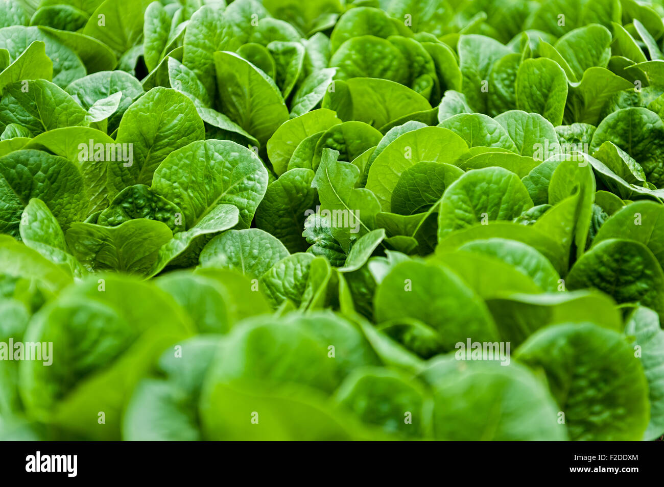 Reihen von Salat erntereif. Stockfoto