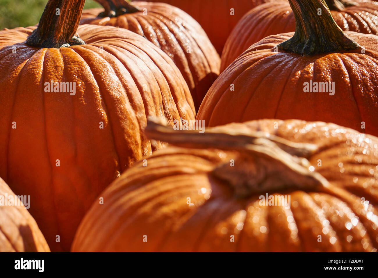 Kürbis-Display, Lancaster County, Pennsylvania, USA Stockfoto