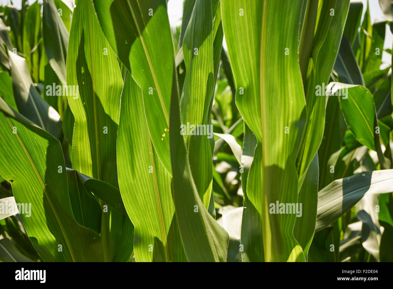 Mais wächst in Pennsylvania, USA Stockfoto