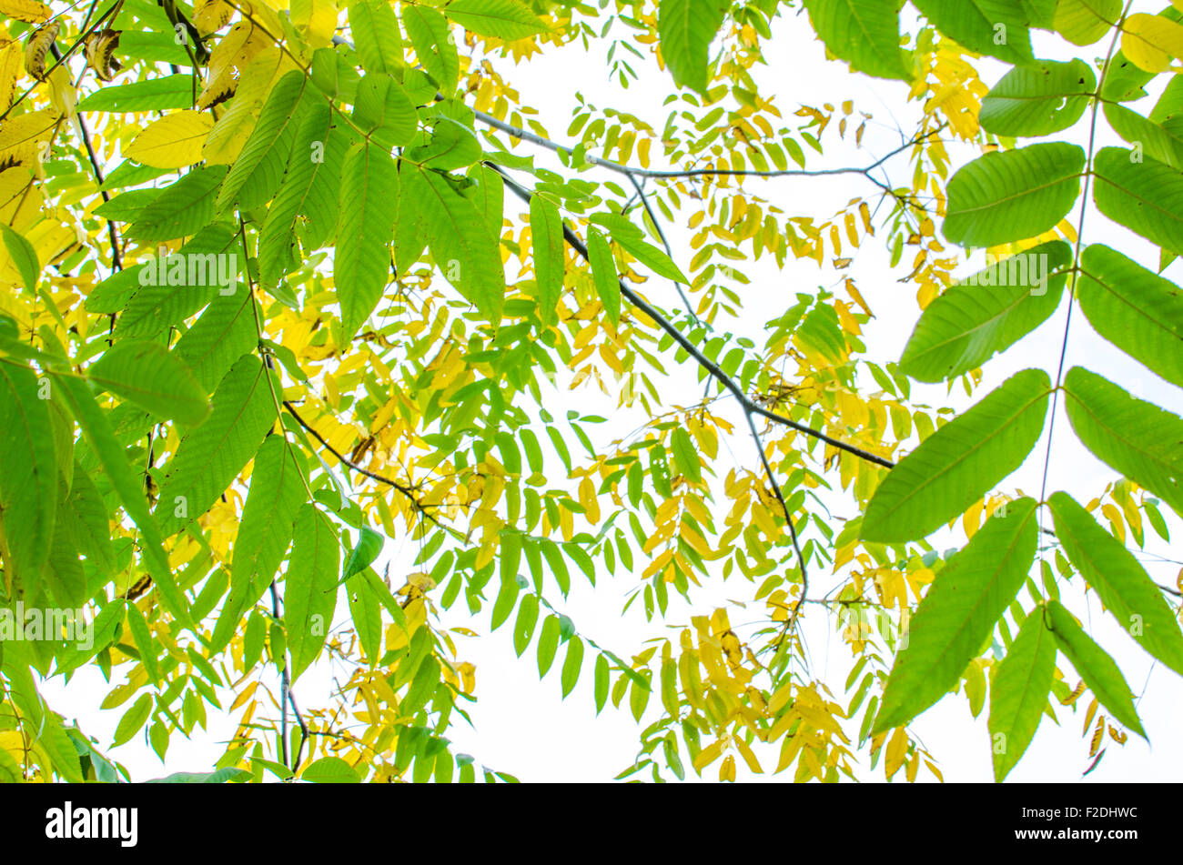 Hintergrund, Blätter, gelbgrün, Esche, Herbst, Baum, Herbst, Herbstlandschaft Stockfoto