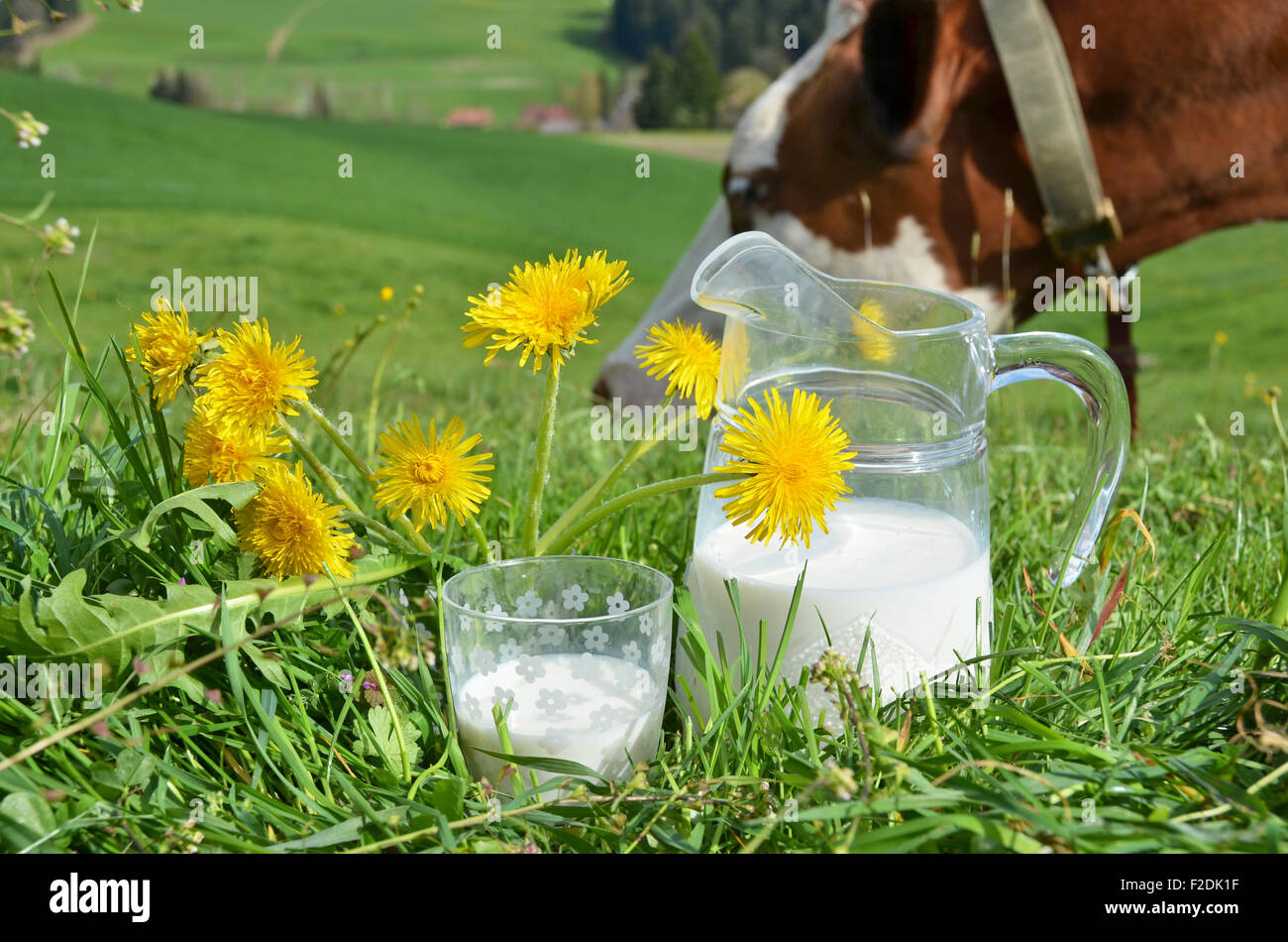 Milch und Kühe. Region Emmental, Schweiz Stockfoto