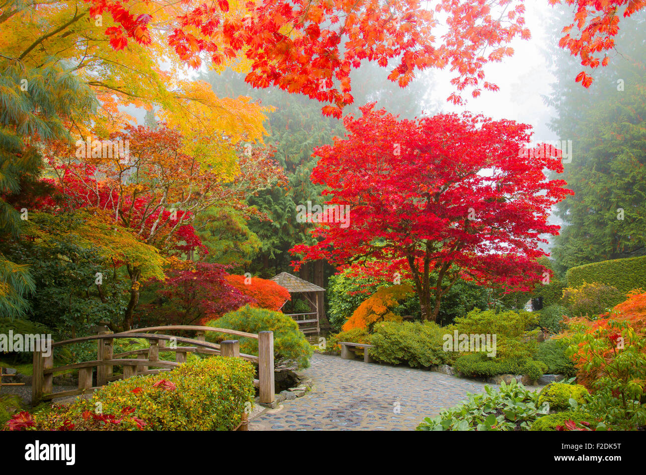 Herbst Farben, japanischer Garten, Butchart Gardens, Brentwood Bay, Vancouver Island, British Columbia, Kanada Stockfoto