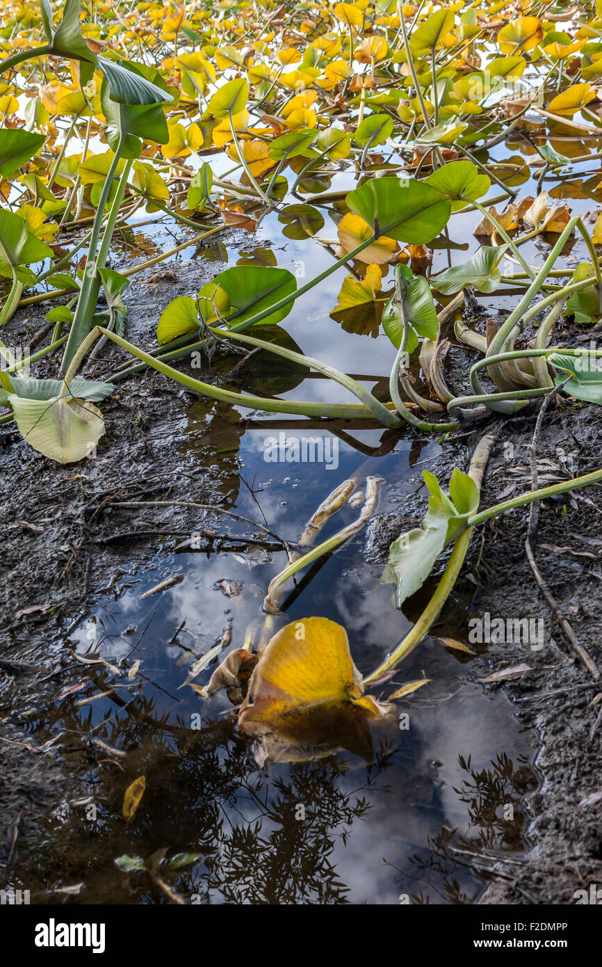 Nahaufnahme von Seerosen im seichten Wasser von Hauser See, Idaho. Stockfoto
