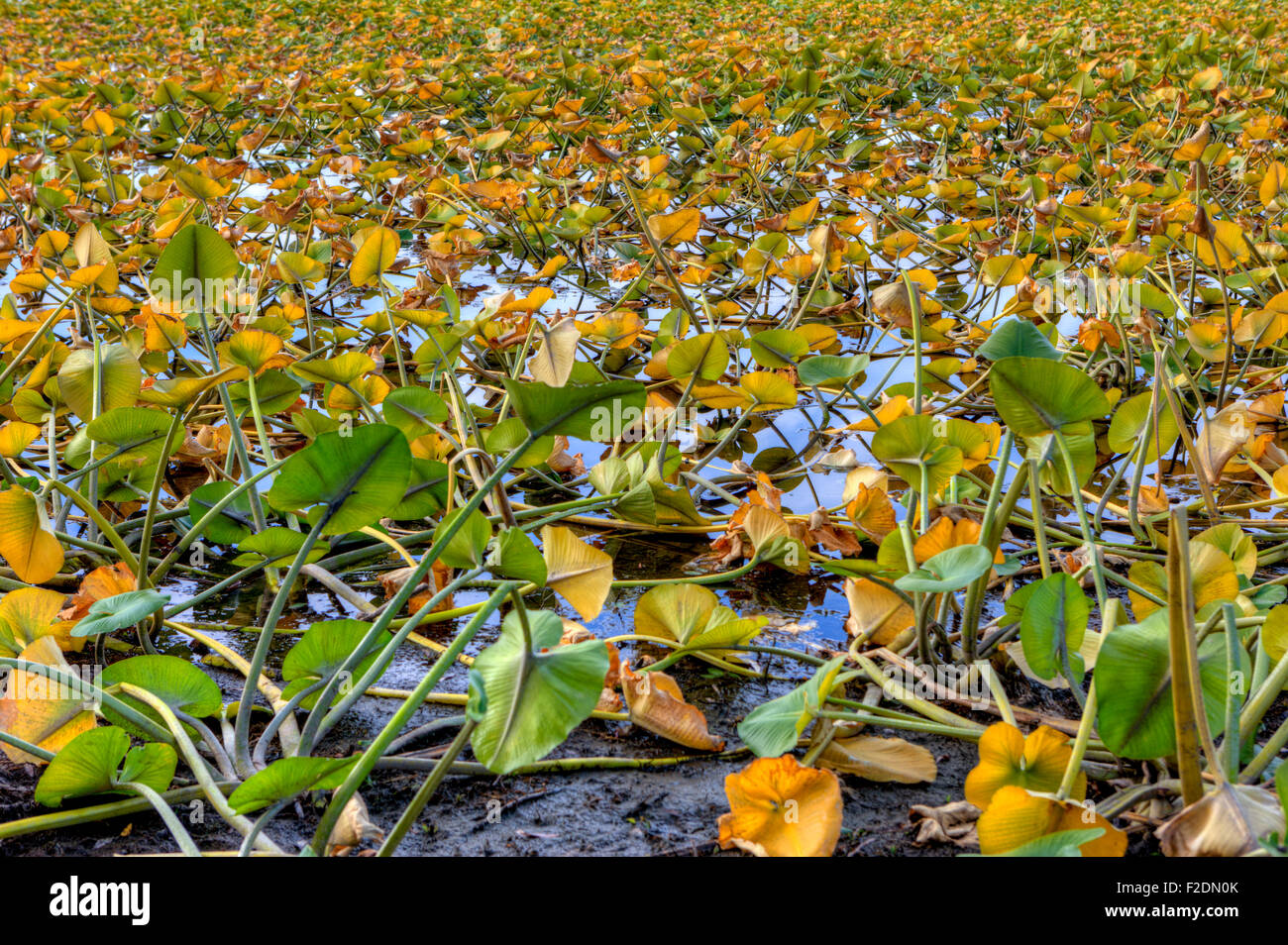 Dickten im seichten Wasser von Hauser See, Idaho. Stockfoto