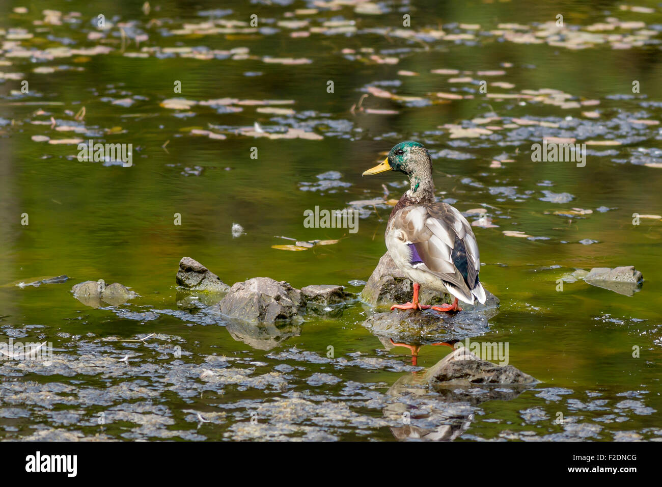 Stockente thront in Fernan See, Idaho. Stockfoto