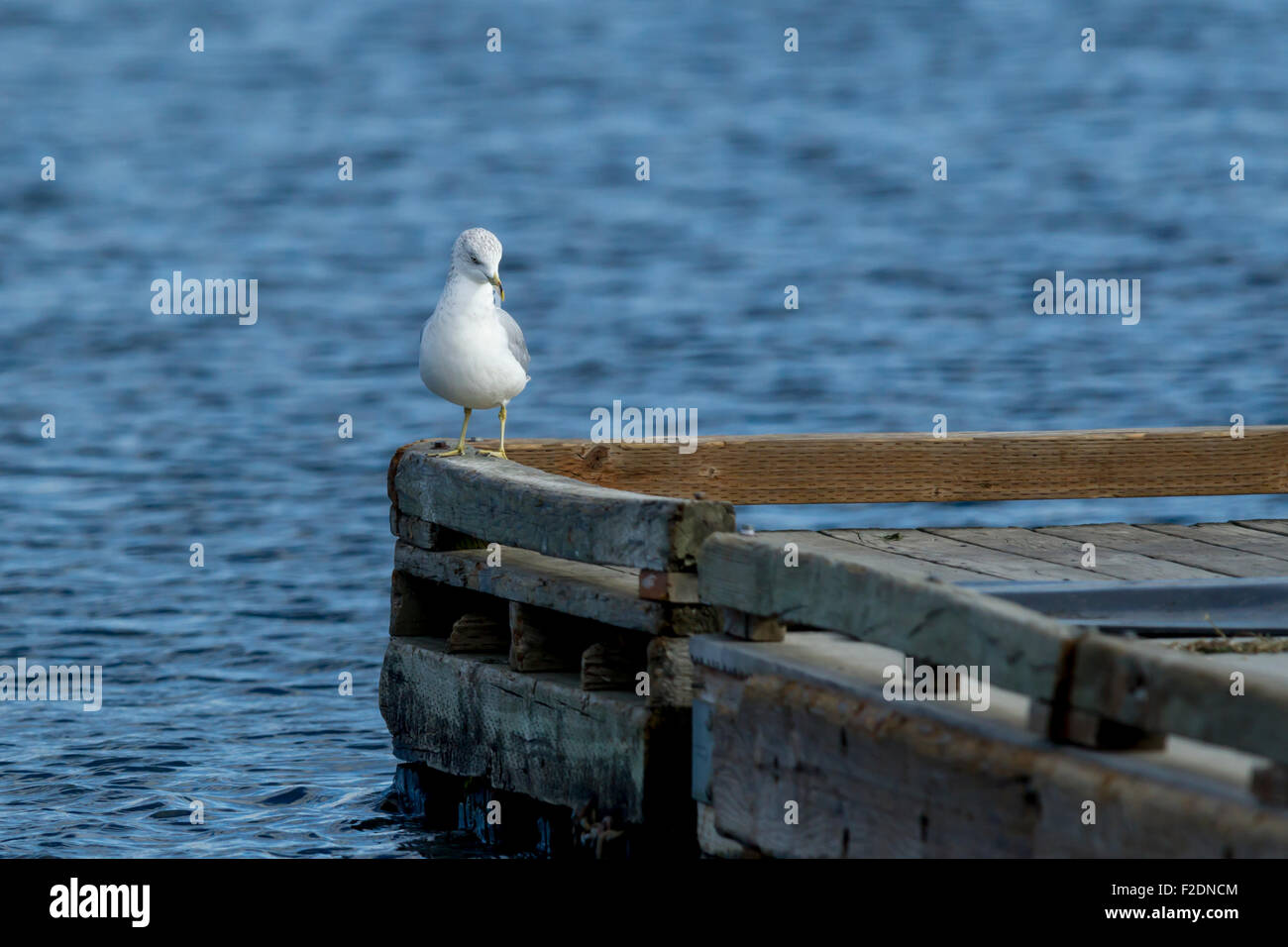 Gelegen am Rand des Hafenbeckens Hauser See, Idaho. Stockfoto