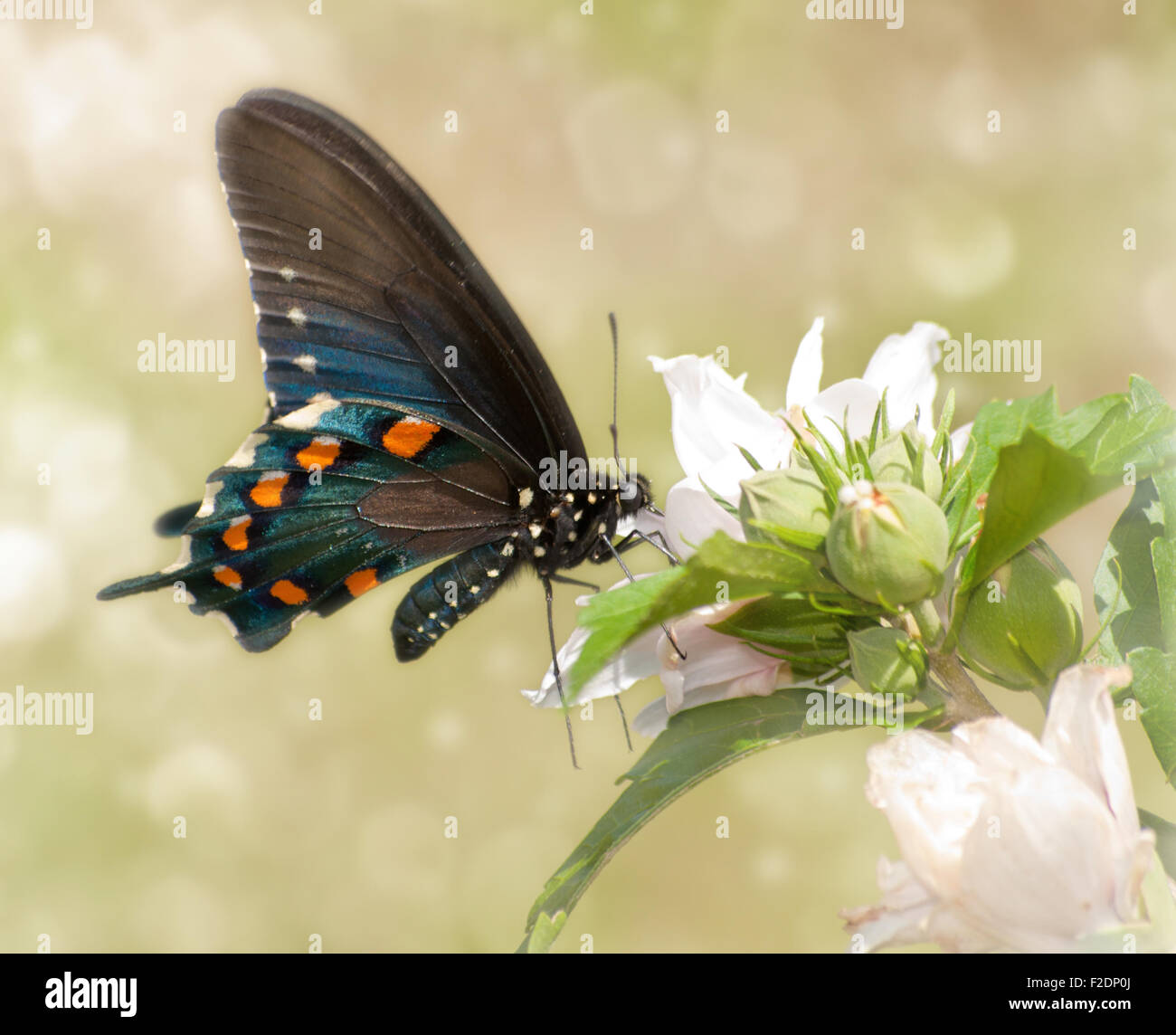 Verträumte Bild von einem Pipevine Schwalbenschwanz Schmetterling Fütterung auf eine Hibiskusblüte Stockfoto