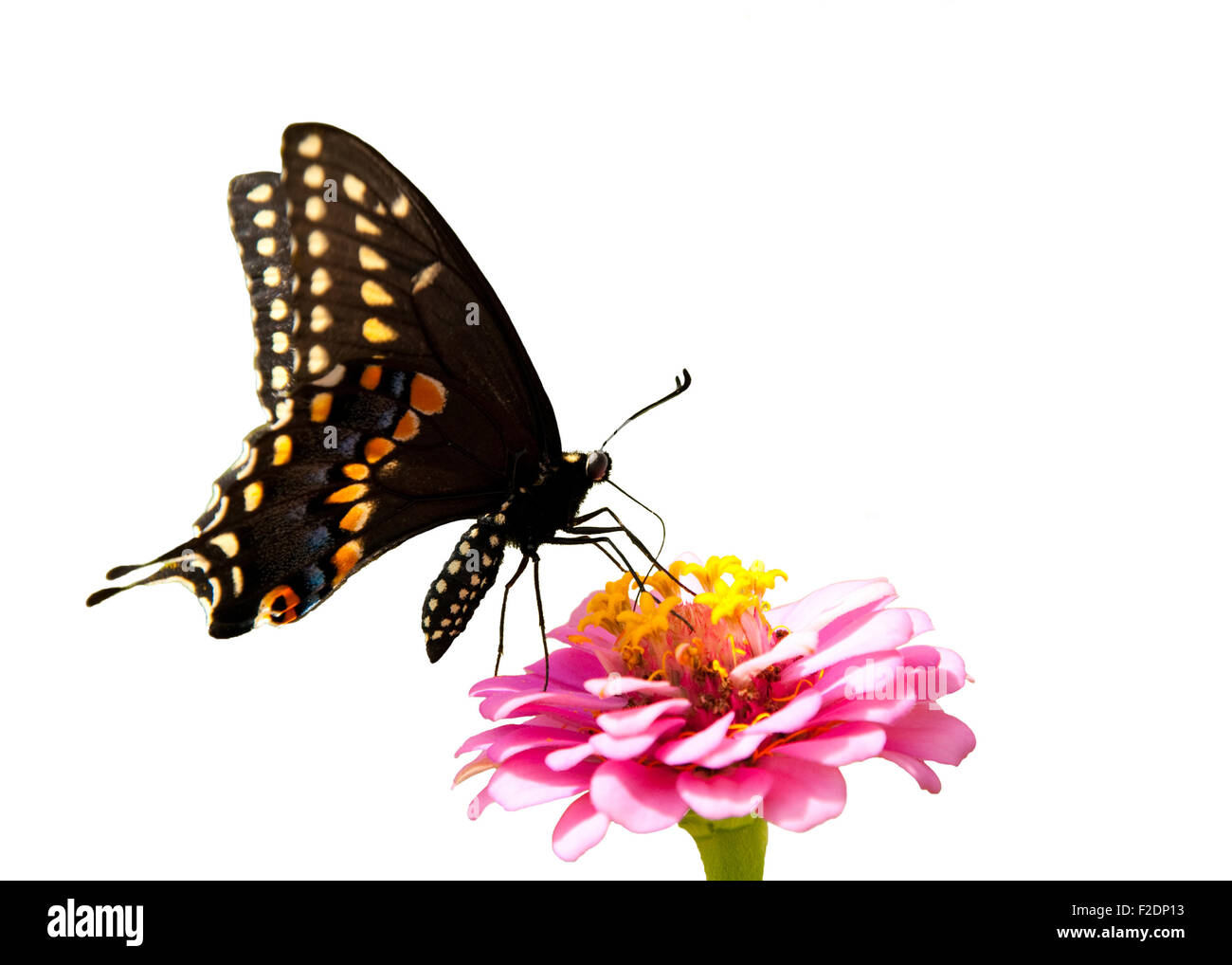 Östlichen schwarzen Schwalbenschwanz Schmetterling auf einem rosa Zinnia auf weißem Hintergrund Stockfoto