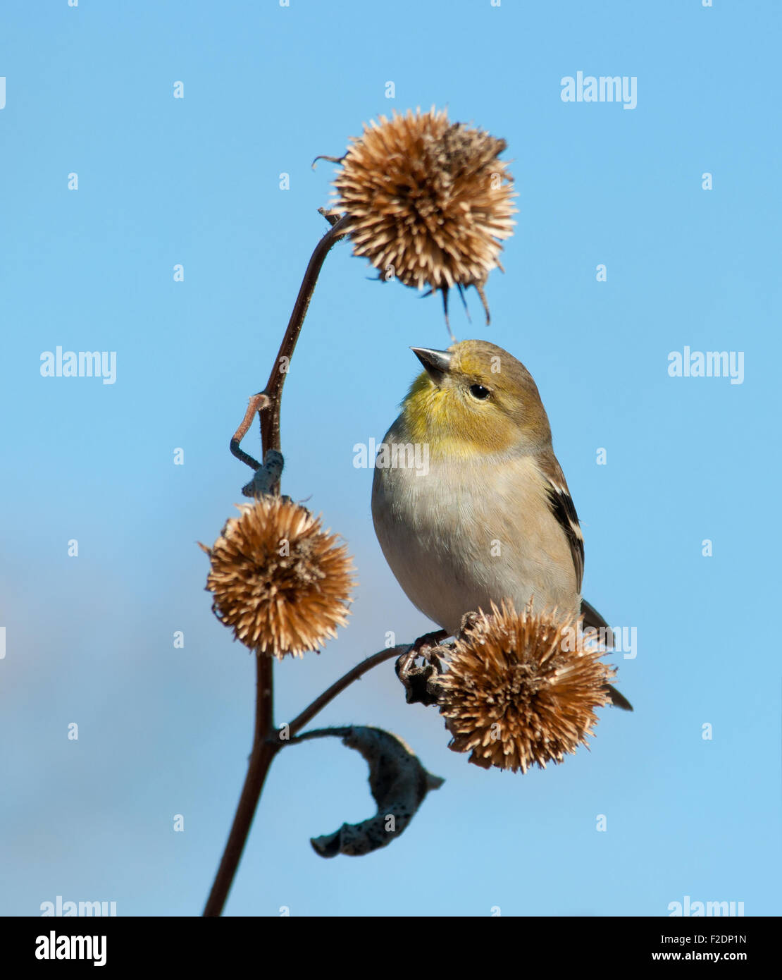 Amerikanische Stieglitz im Winterkleid, auf der Suche nach Samen auf einer trockenen wilden Sonnenblume Stockfoto