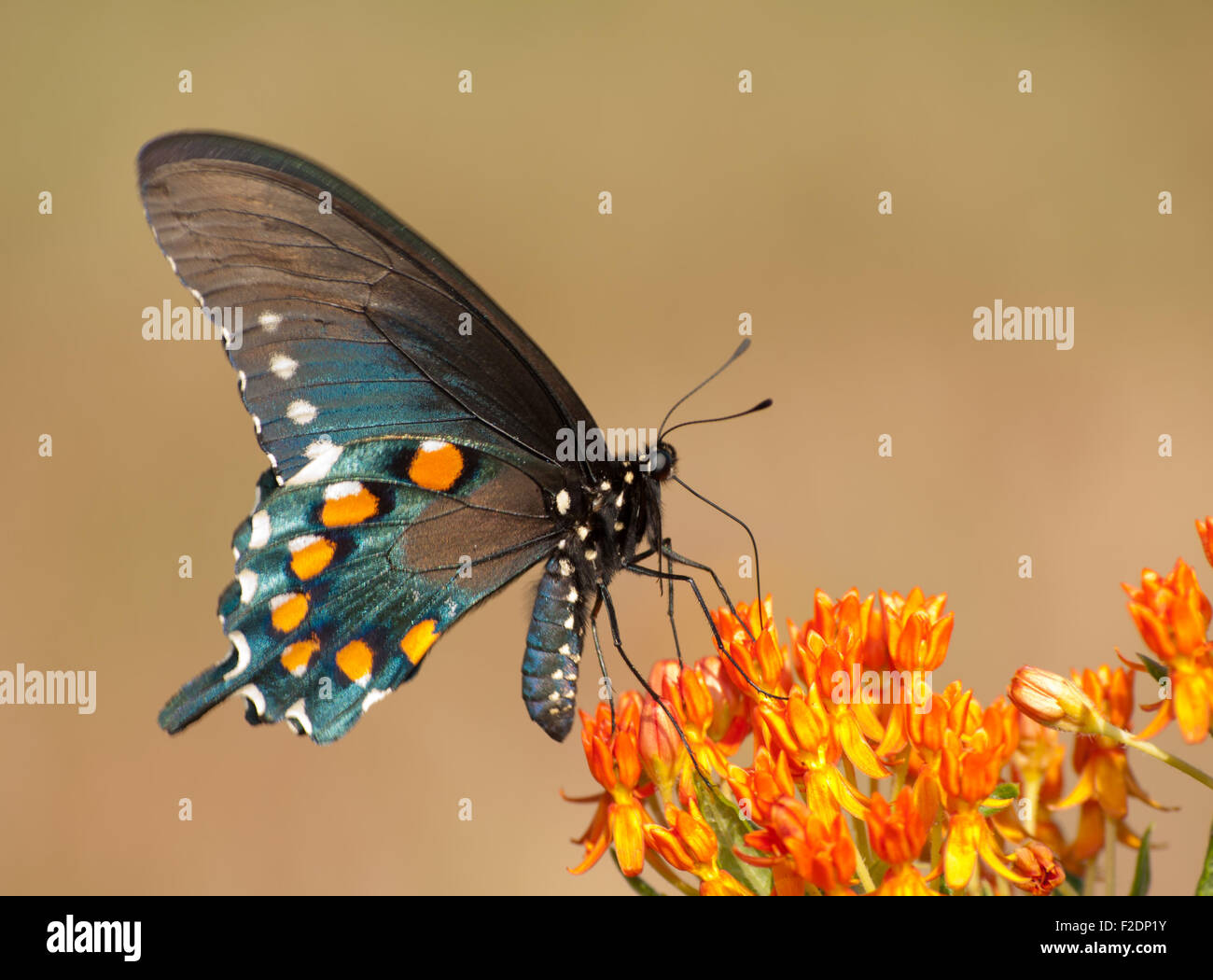 Ventrale Ansicht der ein grüner Schwalbenschwanz Schmetterling Fütterung auf Butterflyweed Stockfoto