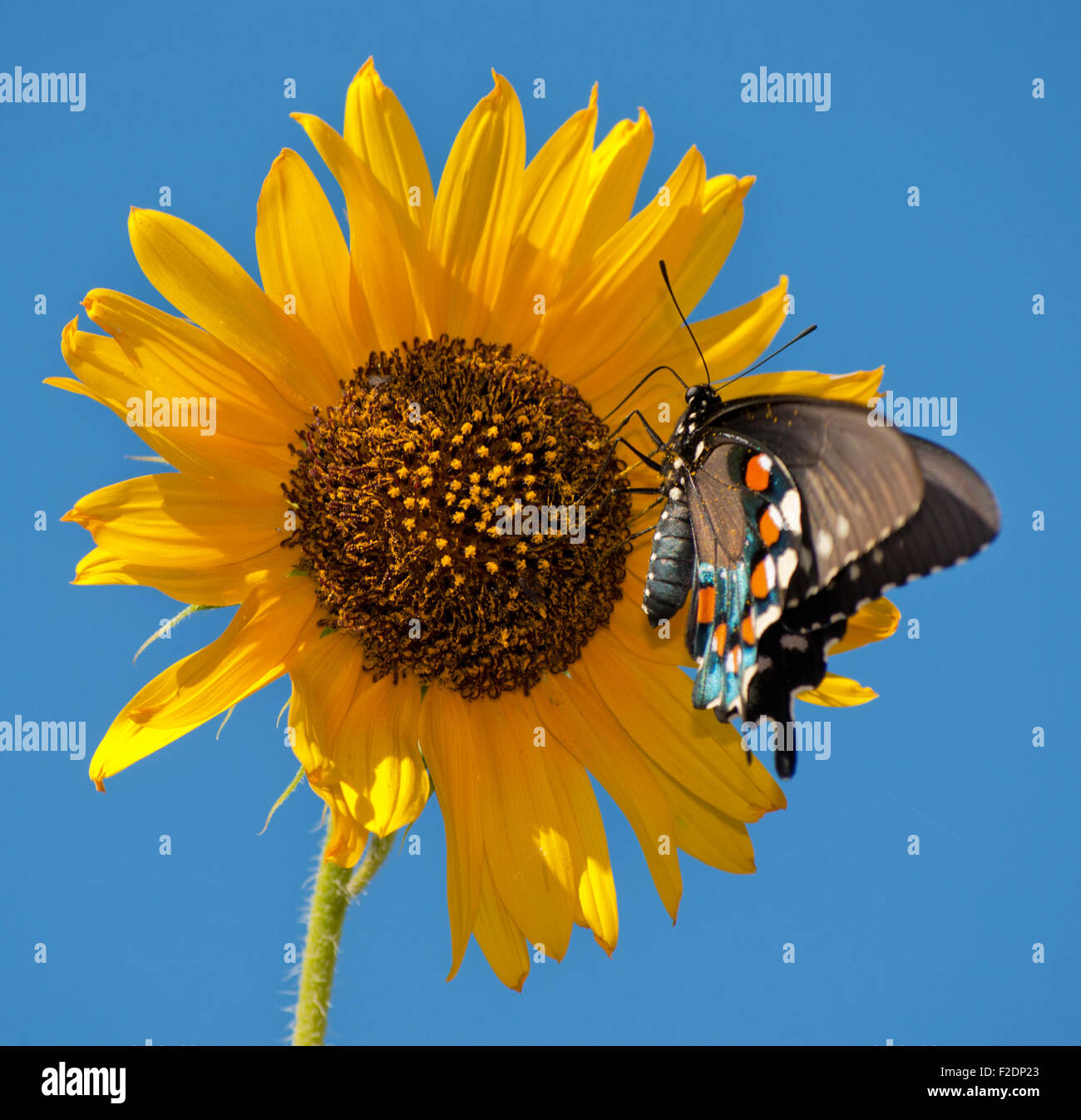 Grün-Schwalbenschwanz-Schmetterling auf Sonnenblume gegen blauen Sommerhimmel Stockfoto