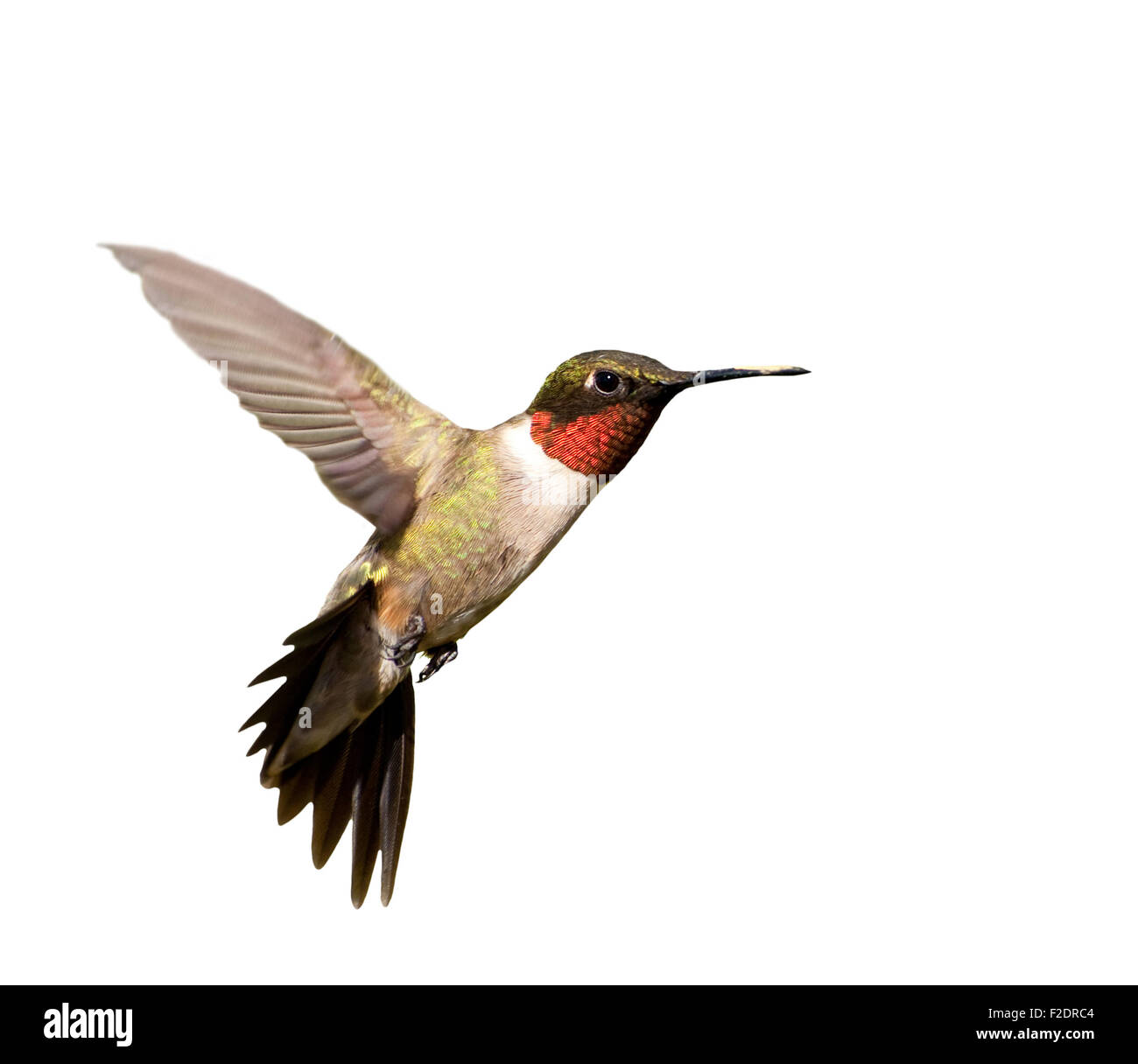 Ruby – Throated Kolibri Männchen im Flug; isoliert auf weiss Stockfoto