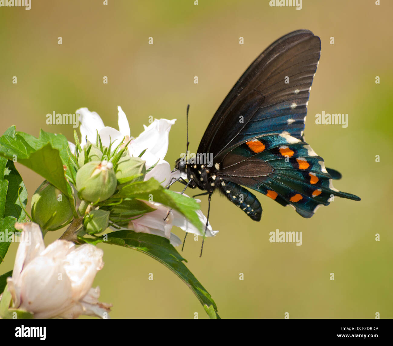 Pipevine Schwalbenschwanz Schmetterling Fütterung auf eine Hibiskusblüte Stockfoto