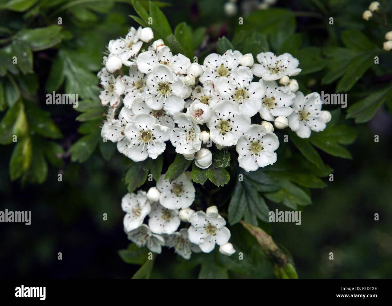 Crataegus Monogyna, gemeinsame Weißdorn oder einzelne ausgesät Weißdorn Blumen in Nahaufnahme Stockfoto