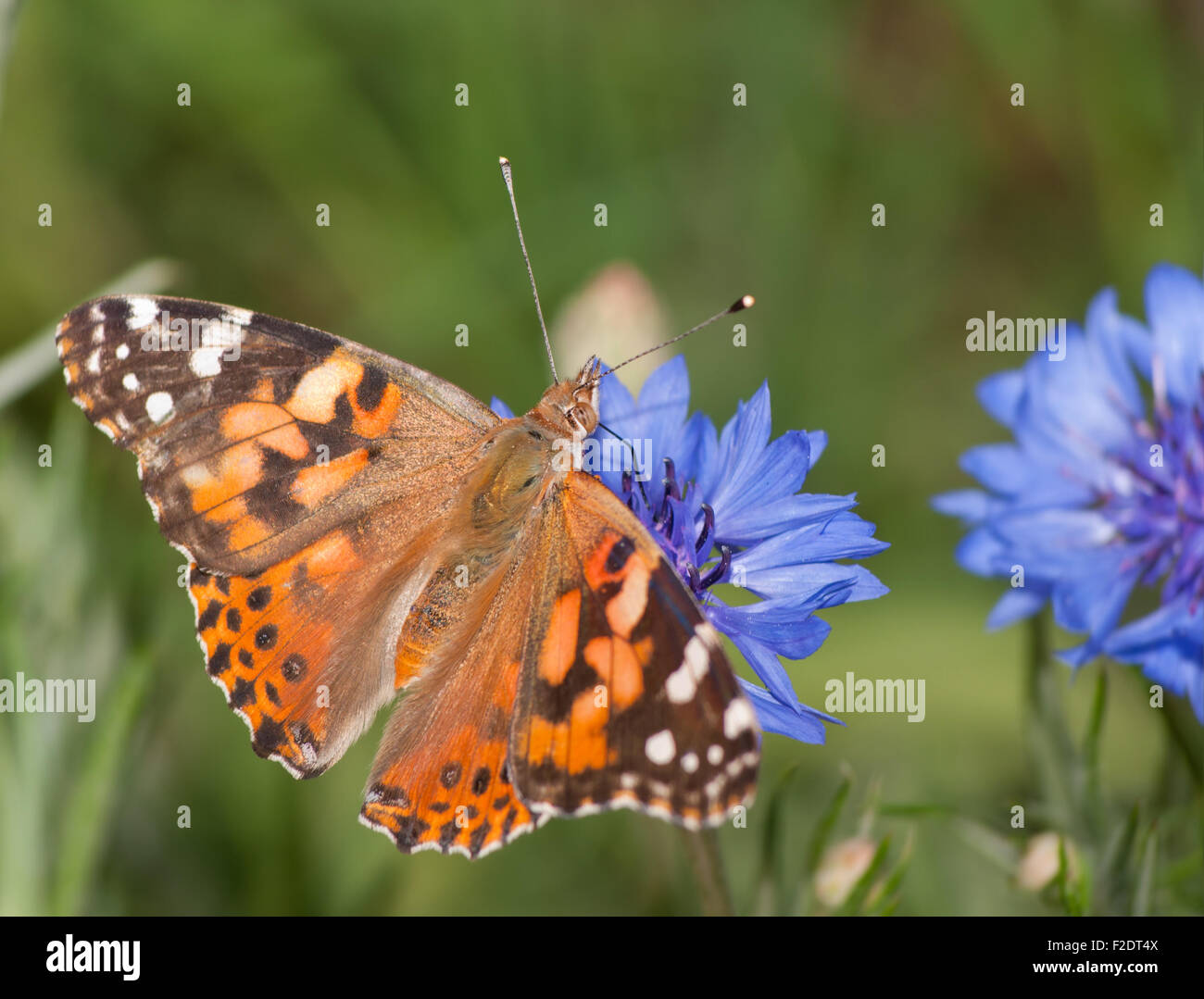 Distelfalter Vanessa Cardui Schmetterling Fütterung auf blaue Kornblume im Frühjahr Stockfoto
