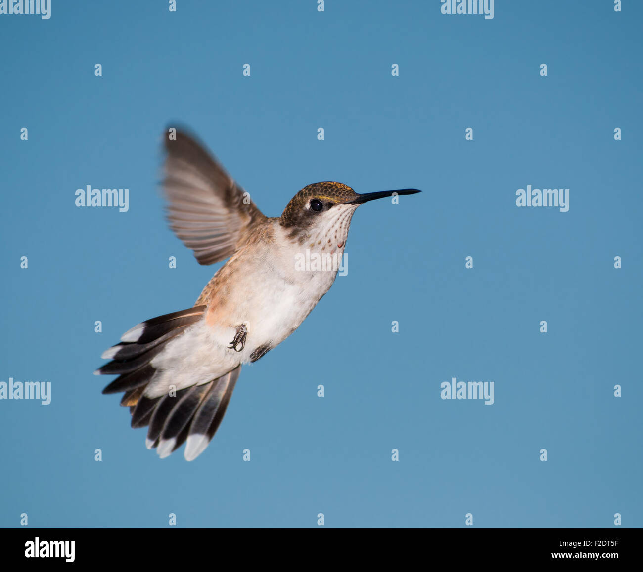 Junge männliche Kolibri im Flug gegen blauen Himmel Stockfoto