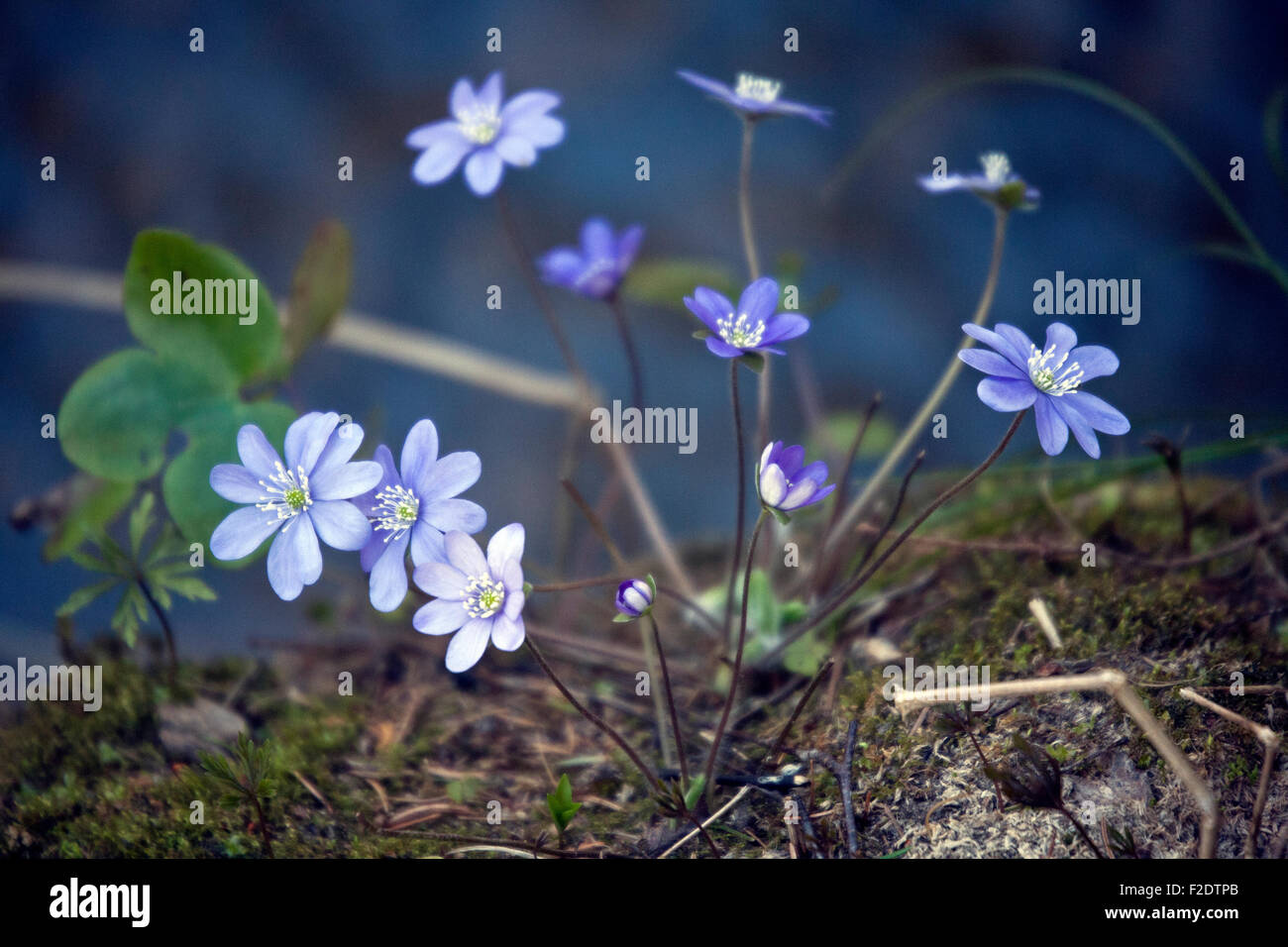 Nahaufnahme von Liverleaf Hepatica Nobilis Blumen Stockfoto