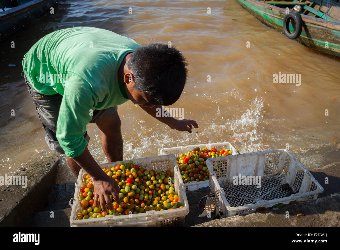 Ein Mann, der kleine Tomaten auf dem Fluss Musi in Palembang, Südsumatra, Indonesien, waschen und sortieren lässt. Stockfoto