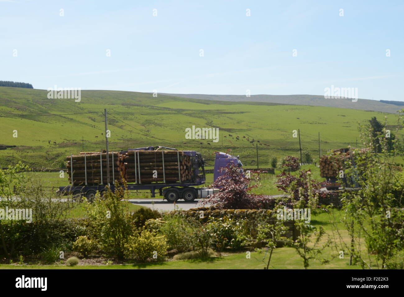 ein LKW bringt die Protokolle des Holzes vom Kielder Forest zum Newcastleton in den scottish borders Stockfoto