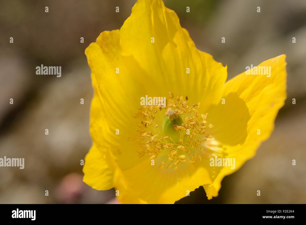 ein walisischer Mohn, Saughtree, in der Nähe Newcastleton und Kielder in den scottish borders Stockfoto