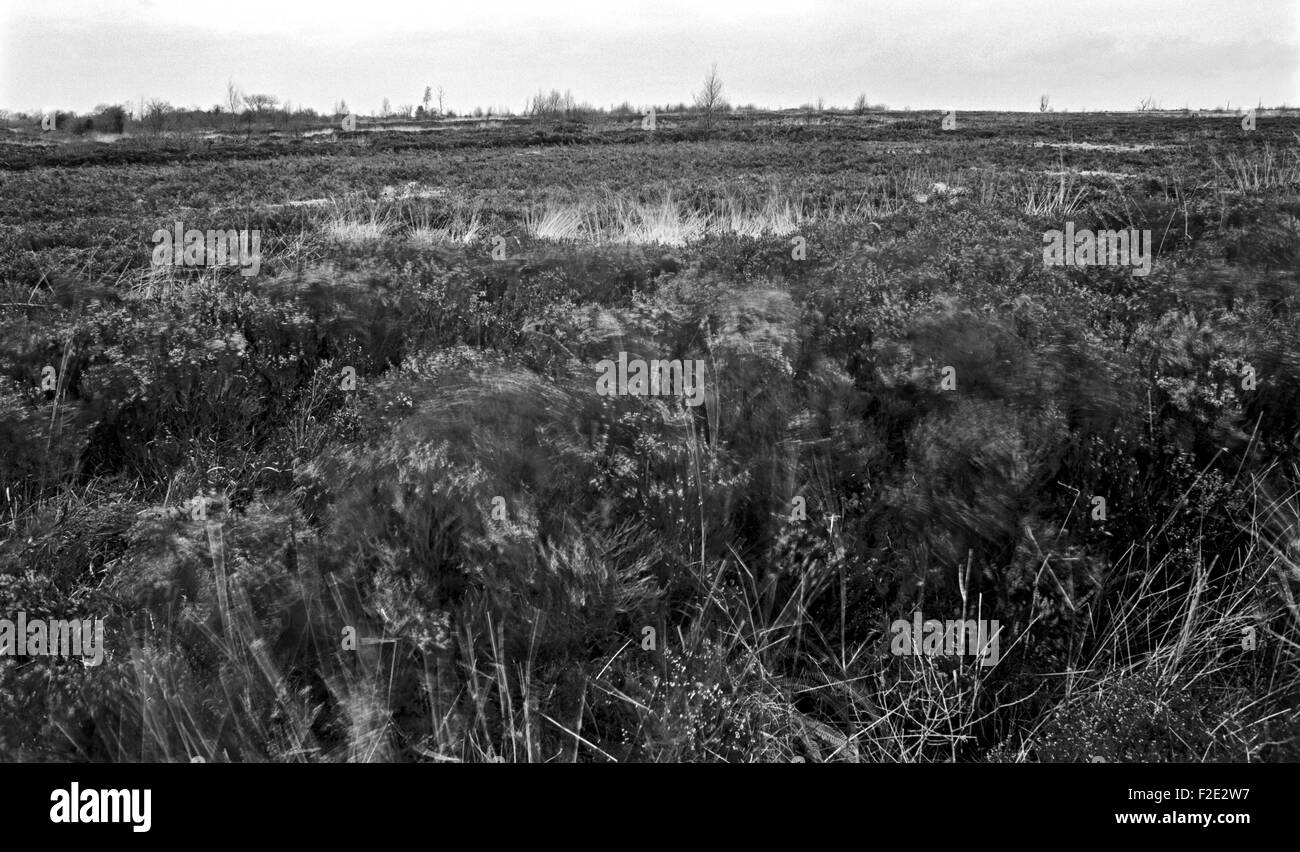 Moor von Allen, ein großes angehoben bog in der Mitte von Irland zwischen den Flüssen Liffey und Shannon, James Joyce im Sinne des "Toten" in "Dubliners", Irland Stockfoto