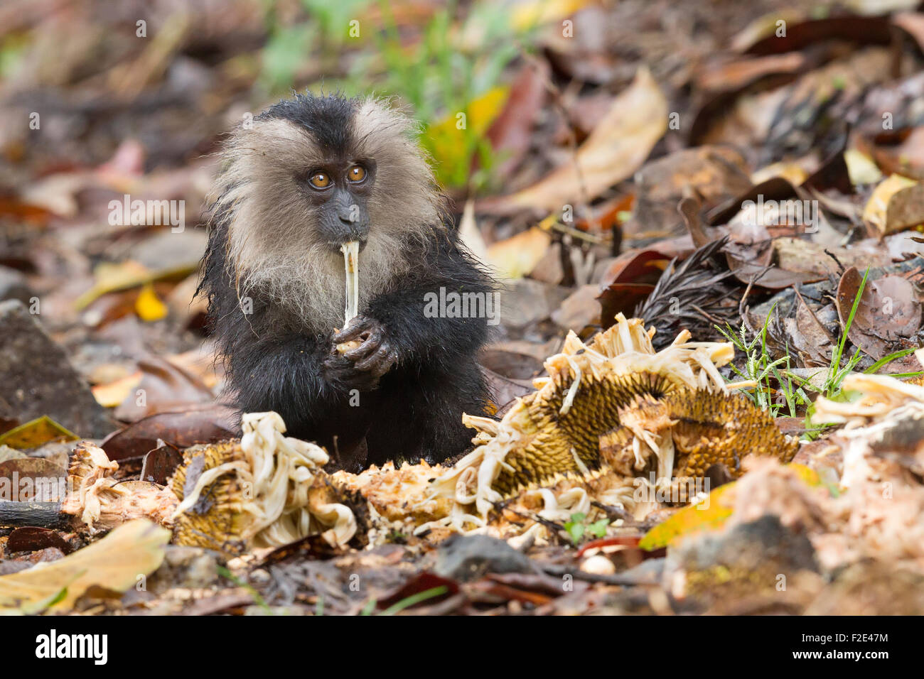 Endemische Lion tailed Macaque oder Macaca Silenus in Valparai im Annamalai Hügel Tamilnadu. Stockfoto