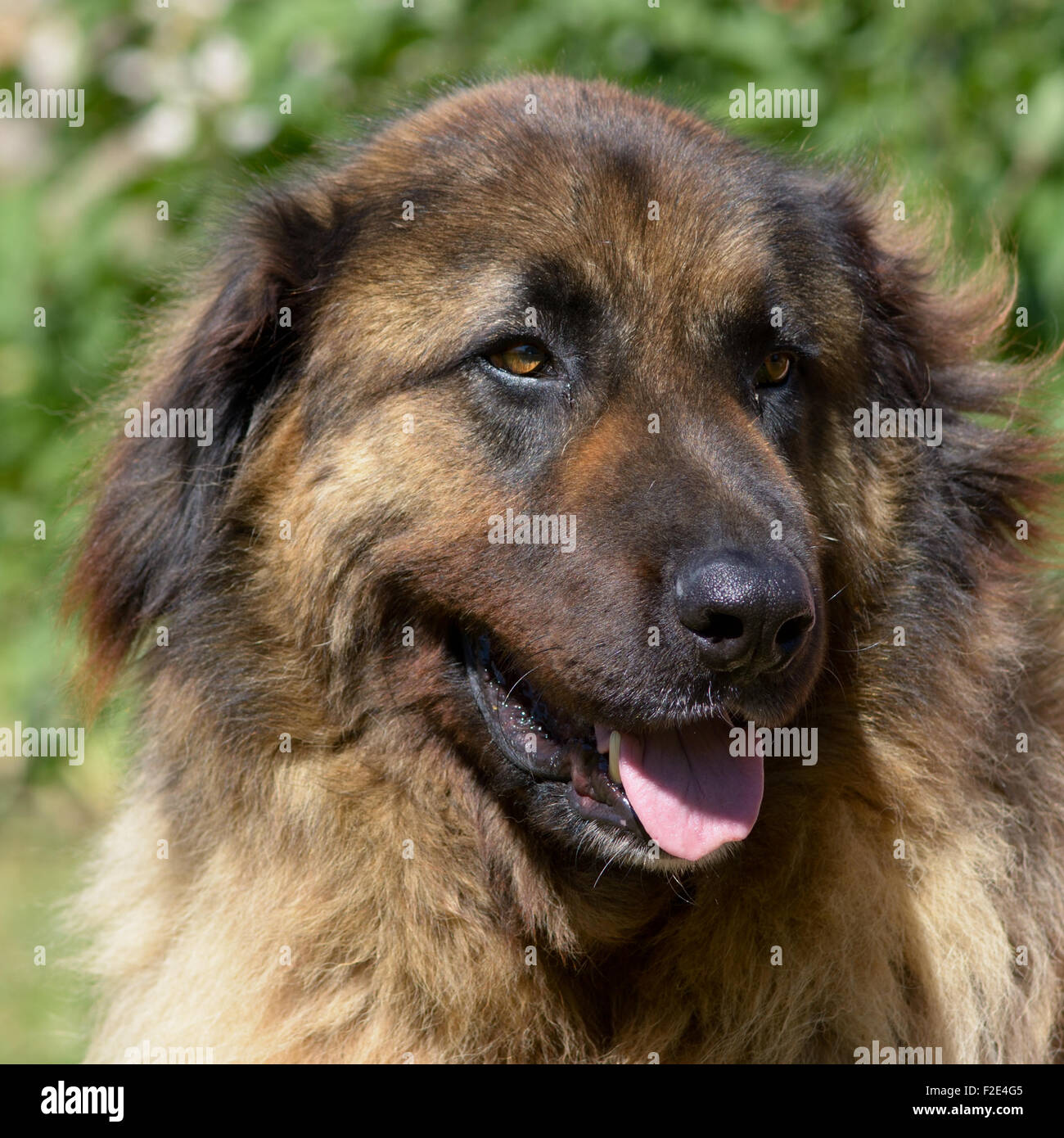 Leonberger Hund Porträt im Garten auf sonnigen Tag Stockfoto, Bild