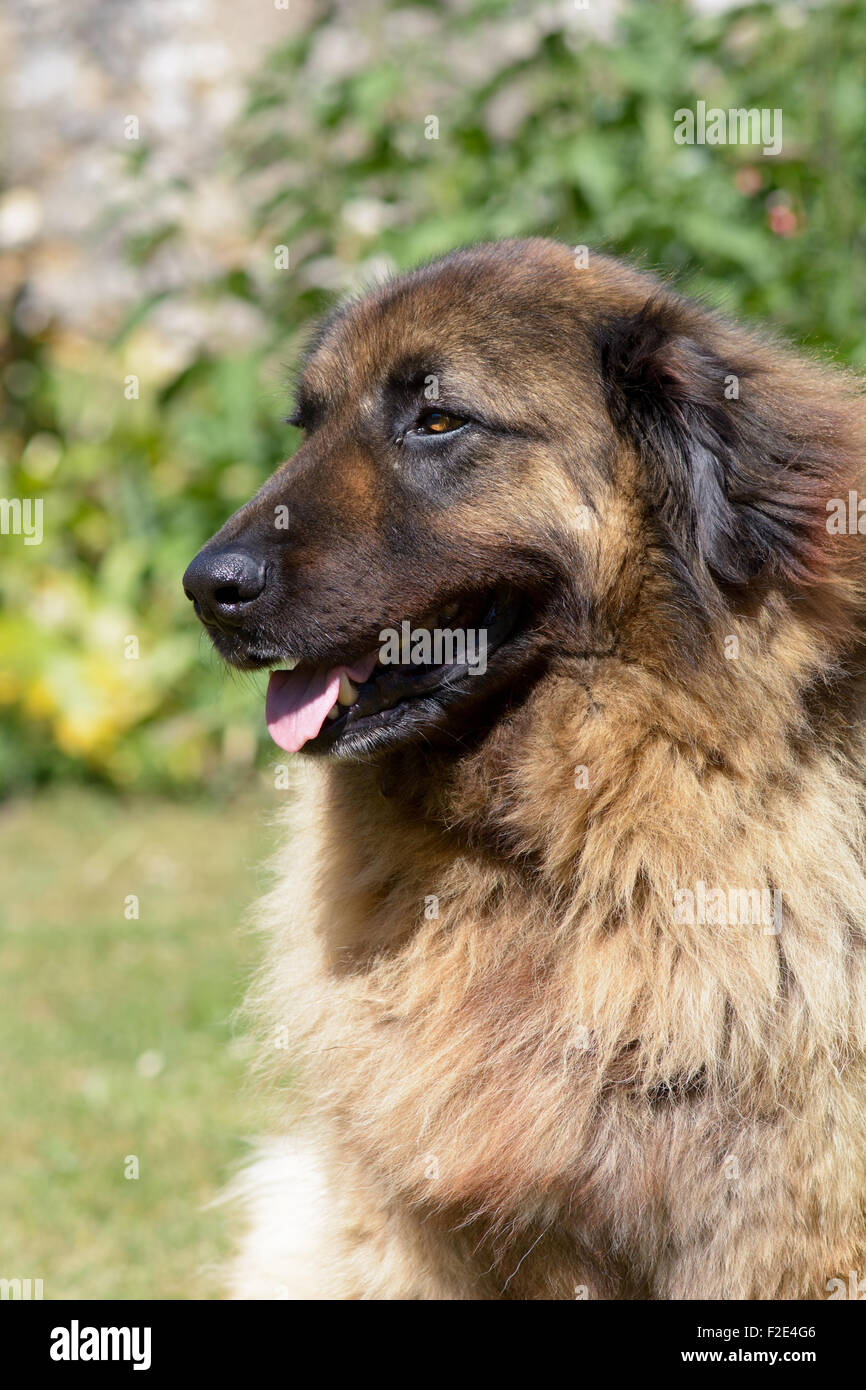 Leonberger Hund Porträt im Garten auf sonnigen Tag Stockfoto, Bild