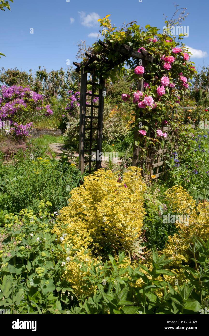 Rosen wachsen über einen Bogen in einem Cottage in Cornwall Garten an einem Sommertag Stockfoto