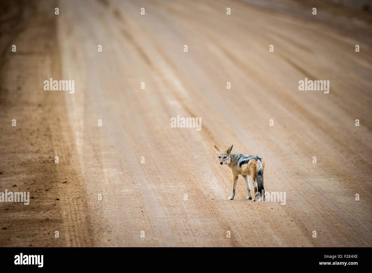 Schwarz unterstützten Jackal (Canis Lupus) in freier Wildbahn in Cape Cross, Namibia, Afrika Stockfoto