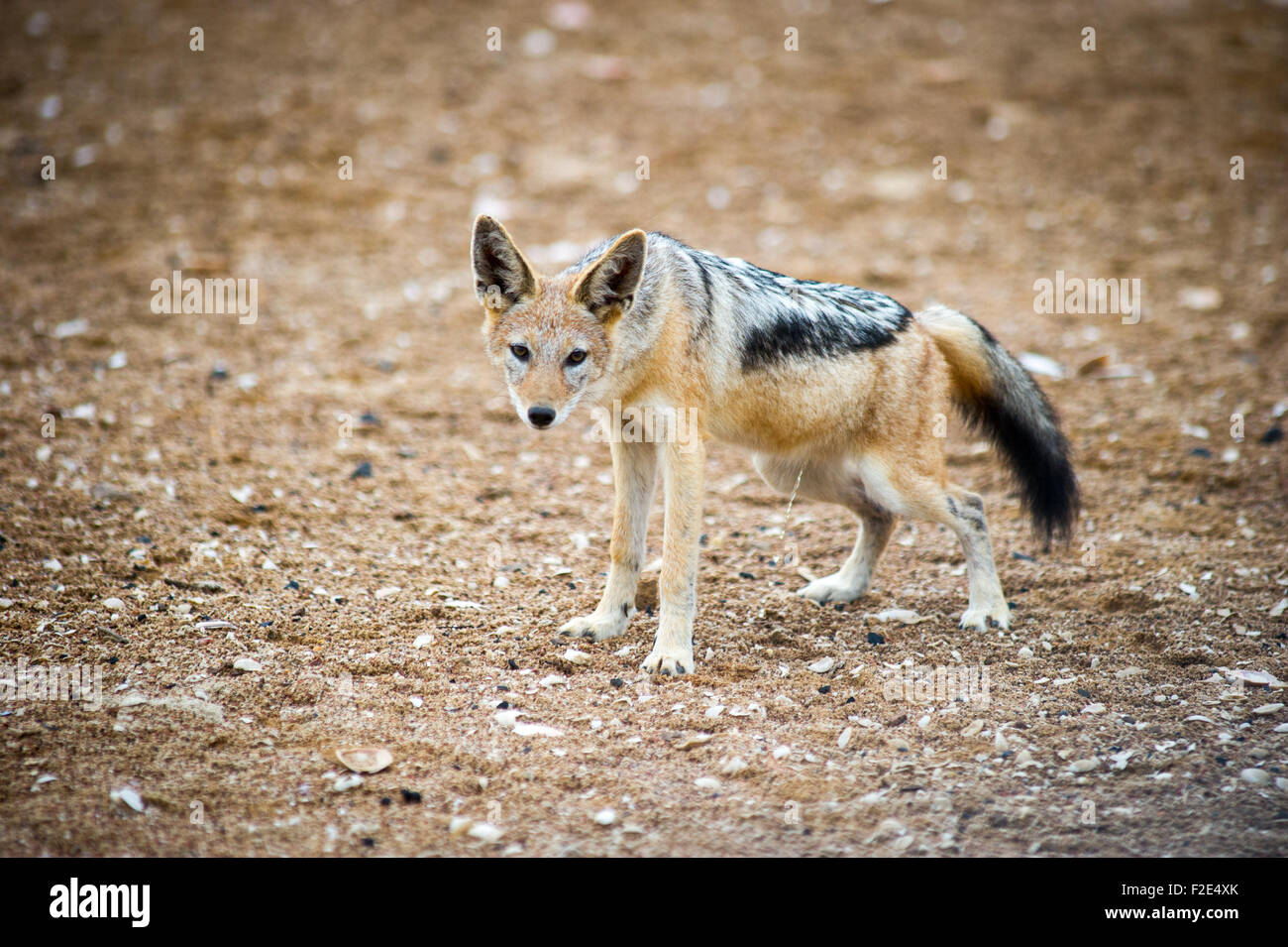 Schwarz unterstützten Jackal (Canis Lupus) in freier Wildbahn in Cape Cross, Namibia, Afrika Stockfoto