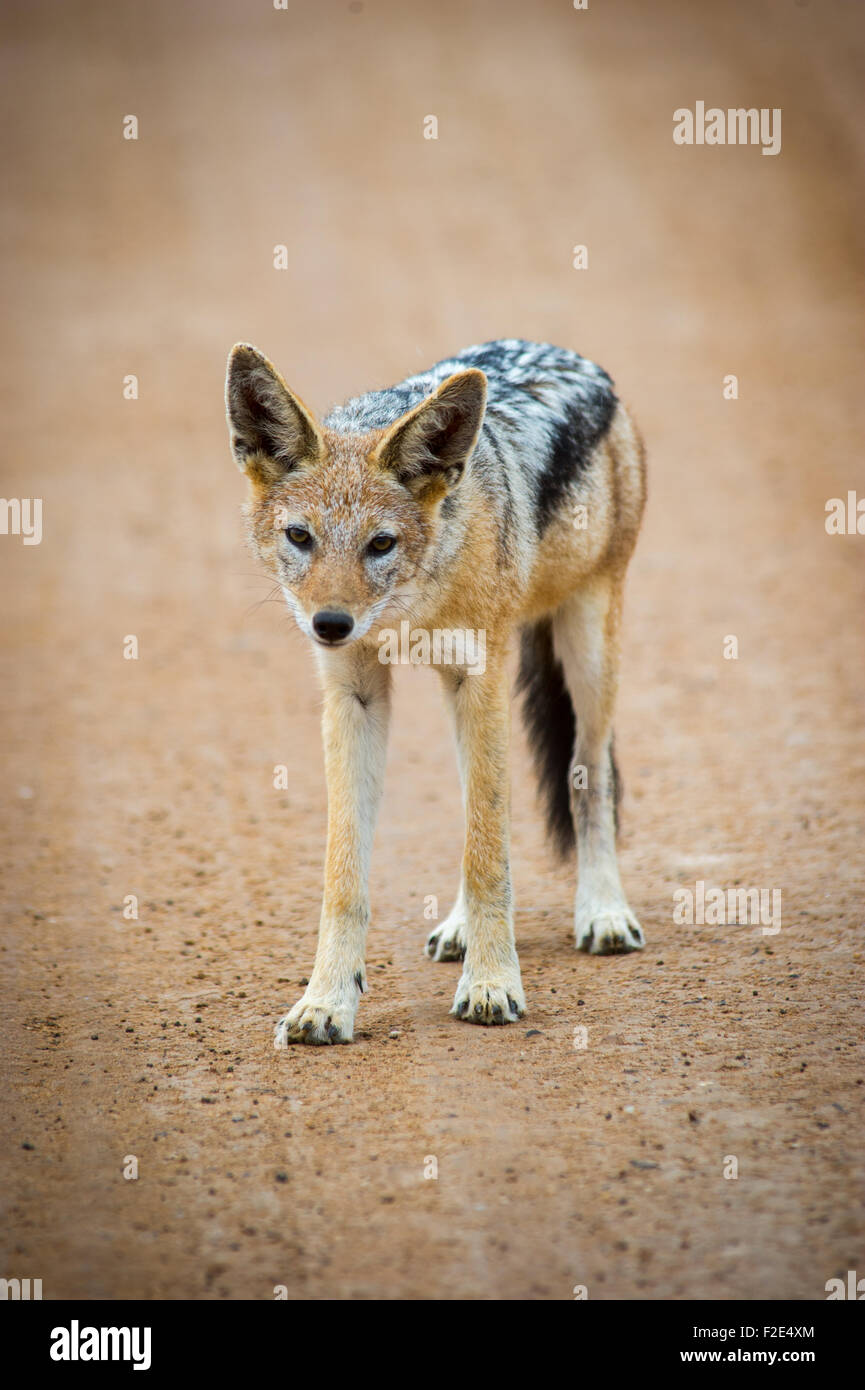 Schwarz unterstützten Jackal (Canis Lupus) in freier Wildbahn in Cape Cross, Namibia, Afrika Stockfoto