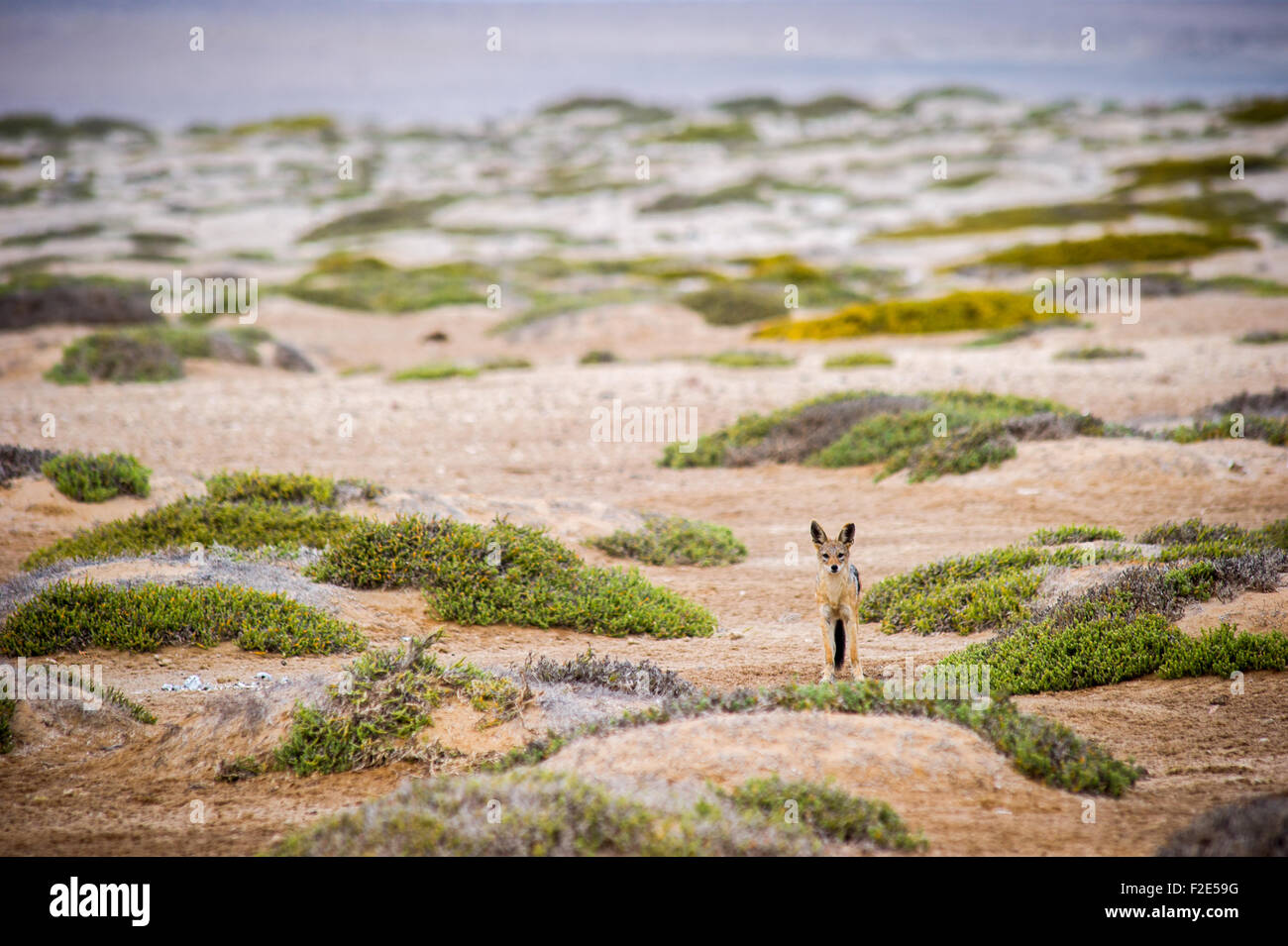 Schwarz unterstützten Jackal (Canis Lupus) in freier Wildbahn in Cape Cross, Namibia, Afrika Stockfoto