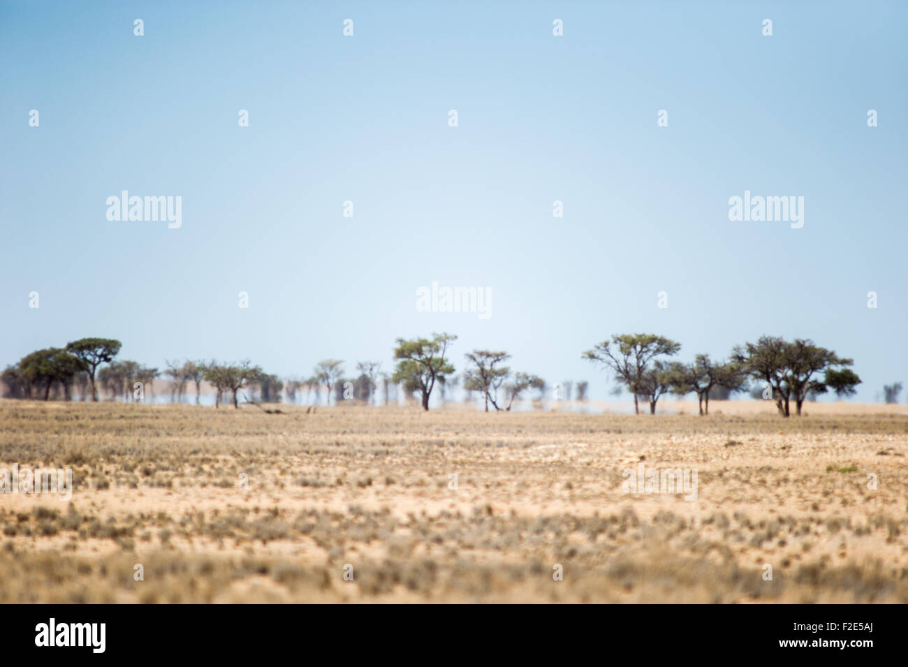 Blick auf Bäume in der Ferne durch Hitzewellen strahlt aus dem Wüstenboden in Namibia, Afrika Stockfoto