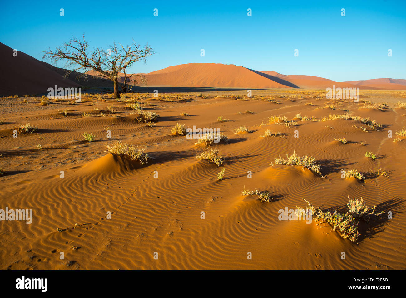 Namibia, Afrika - Pinsel wächst in der Wüste Stockfoto