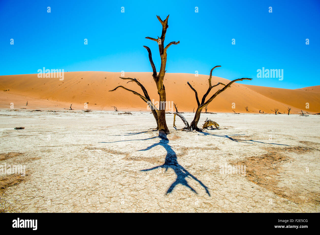 Sossusvlei Namibia - Dead Vlei Pan und seine berühmten Kameldornbäume Stockfoto
