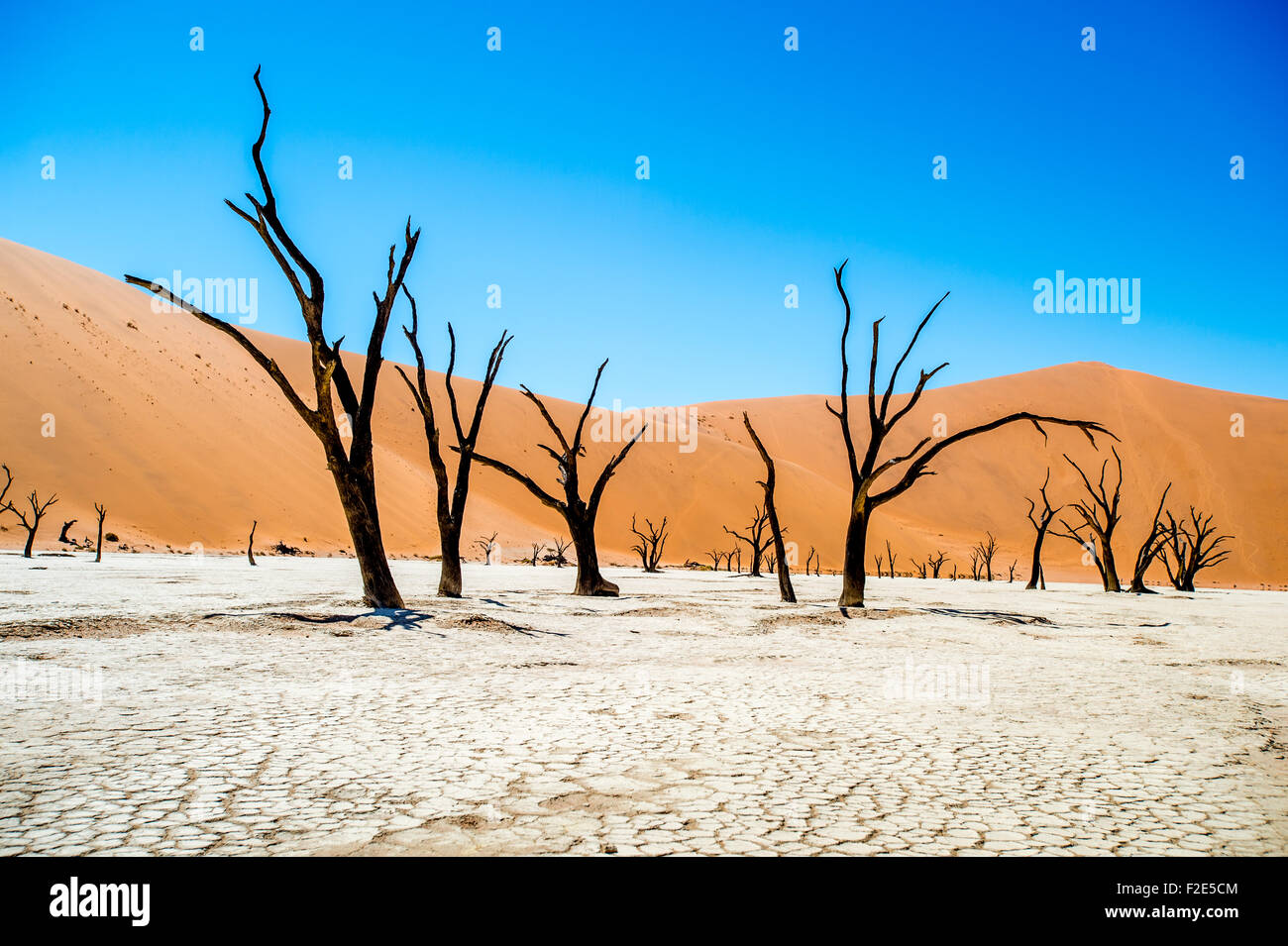 Sossusvlei Namibia - Dead Vlei Pan und seine berühmten Kameldornbäume Stockfoto
