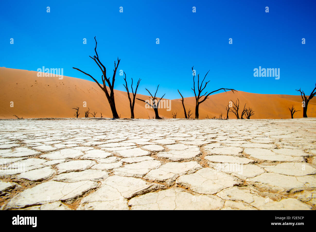 Namib-Naukluft-Nationalpark, Namibia Afrika - Deadvlei Pan und Dünen, schätzungsweise 900 Jahre alten Toten Kameldornbäume (Acacia erio Stockfoto