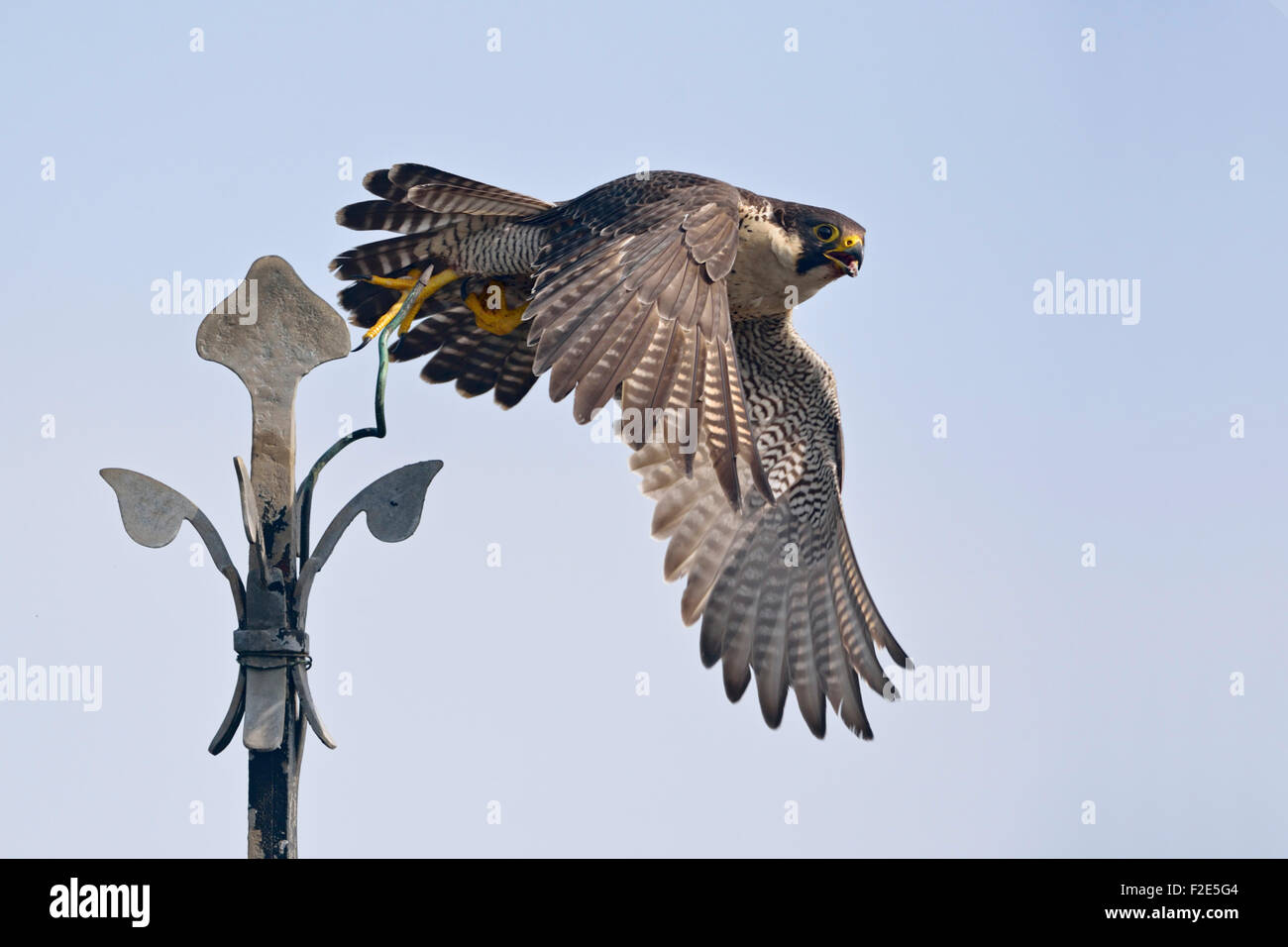 Wanderfalke / Duck Hawk / Wanderfalke (Falco Peregrinus) in typischen Situation zieht aus einer Kirche Kreuzung. Stockfoto