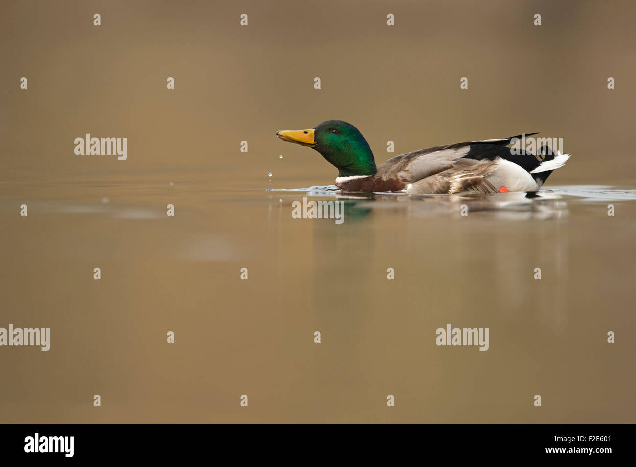 Männliche Mallard / Wilde Ente / Stockente ( Anas platyrhynchos ) nippt Wasser mit Wassertropfen, Tiere, Europa. Stockfoto Männliche Mallard / Wilde Ente / Stockente ( Anas platyrhynchos ) nippt Wasser mit Wassertropfen, Tiere, Europa. Stockfoto