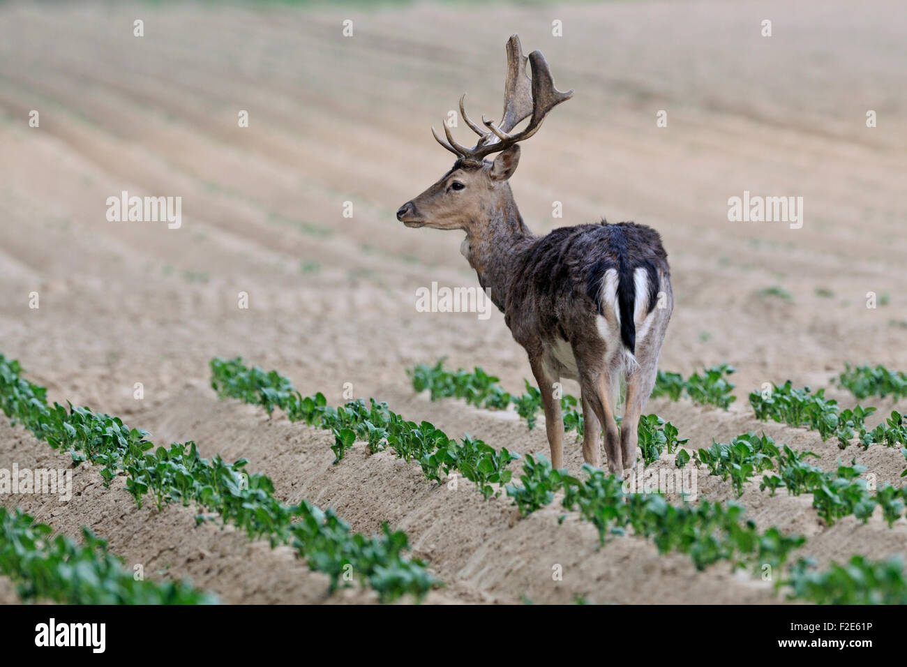 Wild Damwild / Damhirsch (Dama Dama) auf der Suche nach Nahrung auf eine frische Kartoffel-Feld. Stockfoto