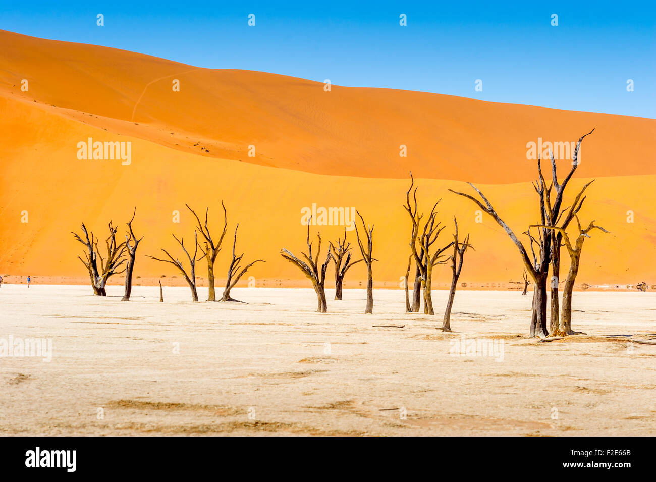 Deadvlei Pan und Dünen, schätzungsweise 900 Jahre alten Toten Kameldornbäume in Namib-Naukluft-Nationalpark, Namibia Afrika Stockfoto