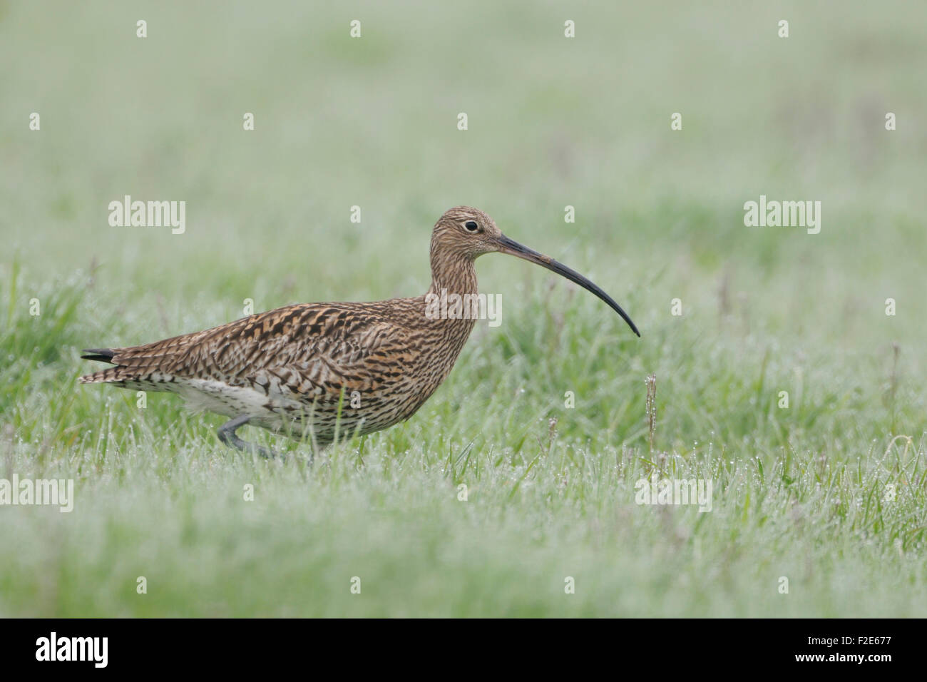 Numenius Arquata / eurasischen Brachvogel / Brachvogel Wulp / Grosser Brachvogel läuft über eine nasse Wiese. Stockfoto