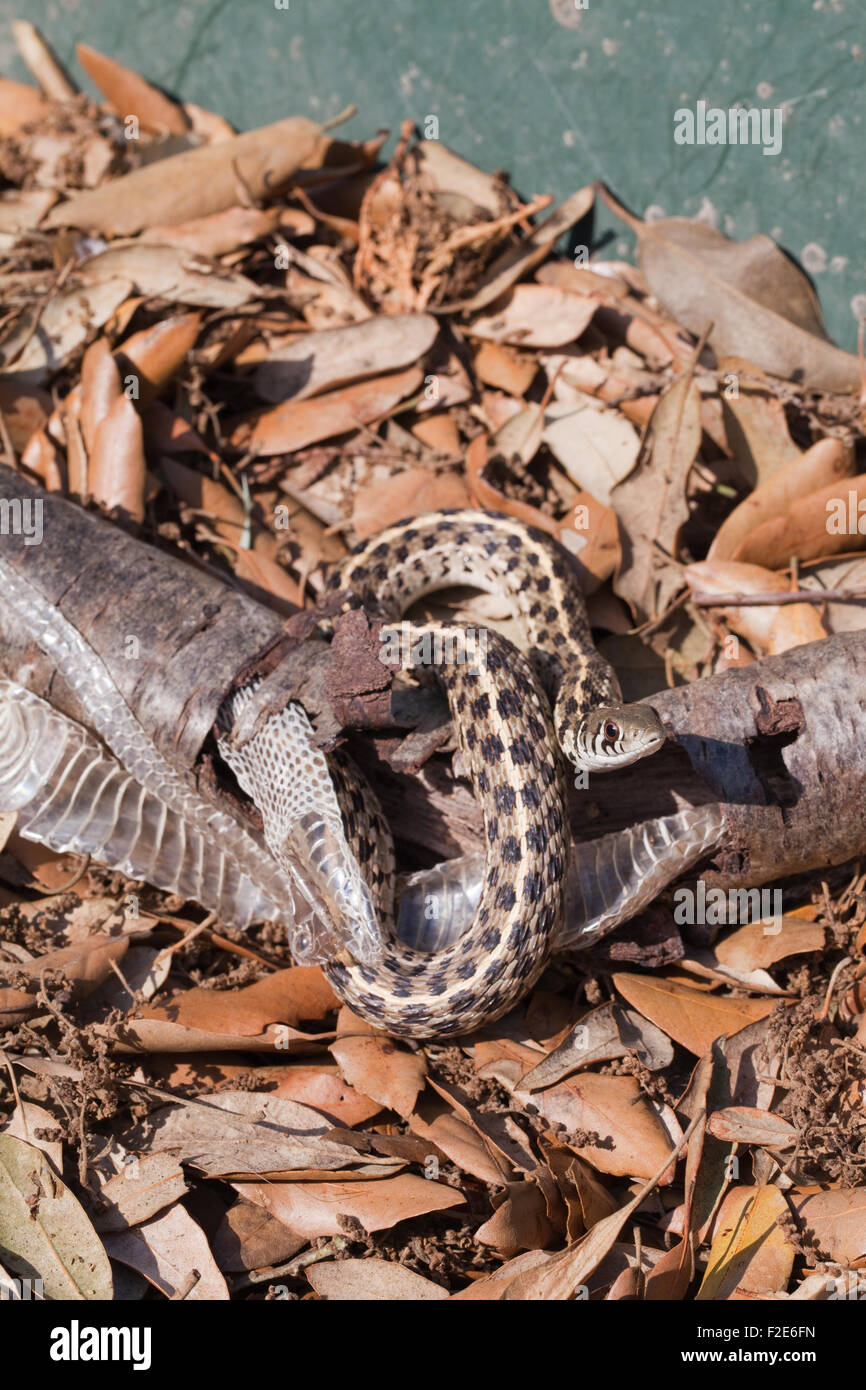 Karierte Garter Snake (Thamnophis Marcianus Marcianus). Häutung. Verwendung von hohlen Baum äußeren Rinde, um aktuelle Haut zu entfernen. Stockfoto