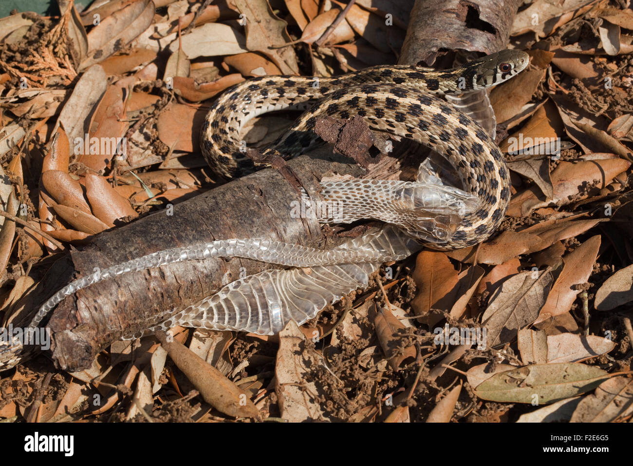 Karierte Garter Snake (Thamnophis Marcianus Marcianus). Häutung. Verwendung von hohlen Baum äußeren Rinde abziehen, entfernen, alte Haut. Stockfoto